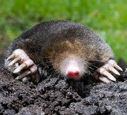 Mole Removal Portland OR