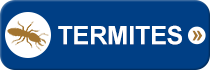Termites Icon