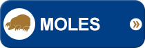 Moles Icon