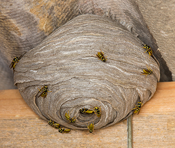 Wasp & Bee Extermination in Portland, OR