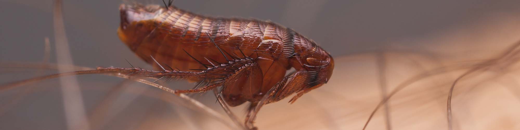 Close up of a Flea